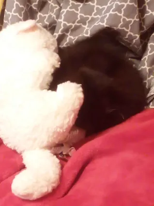 Manic___Fae's tweet photo. @Zukitz His name is Sunshine and he likes ketchup and he runs to the door as soon as I open it, and immediately goes to sleep in my arms. he'll be 9 weeks old Wednesday https://t.co/oSHy7sE2dw