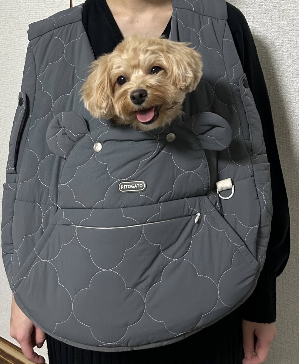 Noa11301's tweet photo. 韓国でノアにプレゼント買ってきたよ🇰🇷🐶✈️🎁 https://t.co/9GHdJ6SMKL