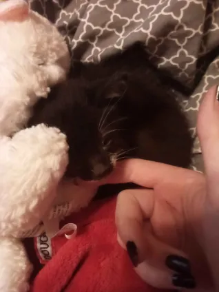 Manic___Fae's tweet photo. @Zukitz His name is Sunshine and he likes ketchup and he runs to the door as soon as I open it, and immediately goes to sleep in my arms. he'll be 9 weeks old Wednesday https://t.co/oSHy7sE2dw
