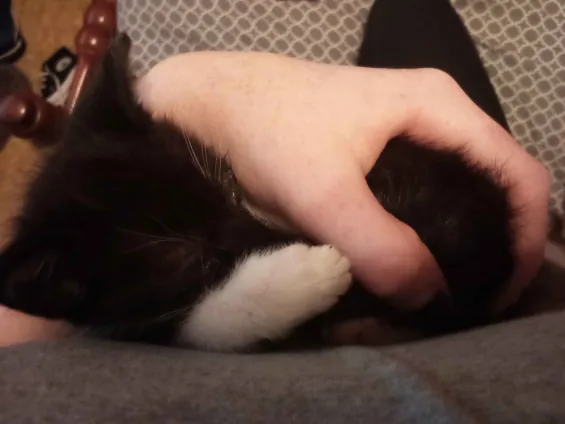 Manic___Fae's tweet photo. @Zukitz His name is Sunshine and he likes ketchup and he runs to the door as soon as I open it, and immediately goes to sleep in my arms. he'll be 9 weeks old Wednesday https://t.co/oSHy7sE2dw