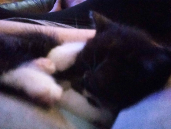 Manic___Fae's tweet photo. @Zukitz His name is Sunshine and he likes ketchup and he runs to the door as soon as I open it, and immediately goes to sleep in my arms. he'll be 9 weeks old Wednesday https://t.co/oSHy7sE2dw
