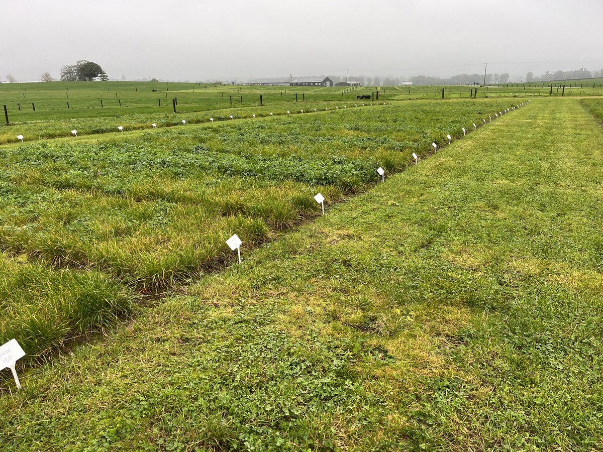 Michael Egan and Sinead Kearney discuss the red clover evaluation trials in <a href="/teagasc/">Teagasc</a> Moorepark at Grassland Climate Adaptation Conference