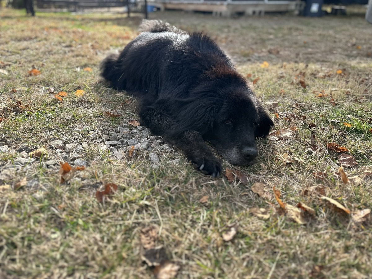 Today I gave up a part of my life, my best friend.
Your body has decided it's time for you to go to the stars
The scar you leave on my heart will probably never heal but this pain will never make me regret all these beautiful years with you
Goodbye Mingo, Gounegoune, my friend🖤