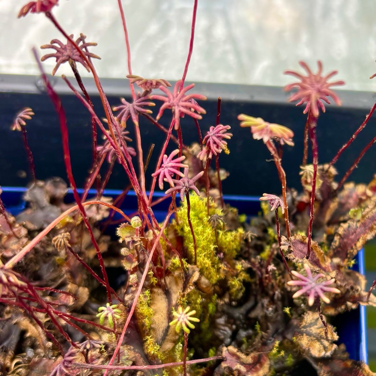 Thu Tran tweet media