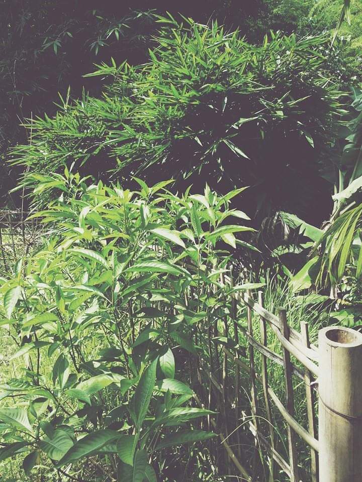 ankushsaikia's tweet image. tea and bamboo #vscocam @vsco