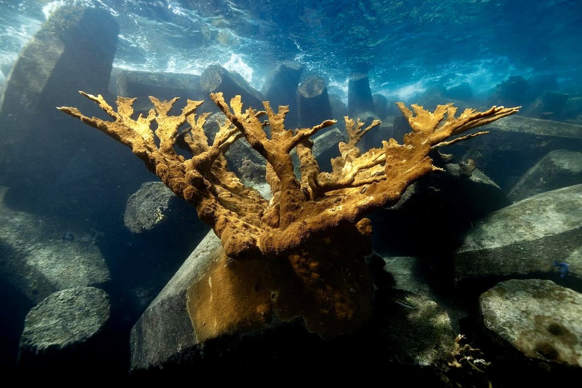 Reef Response tweet media