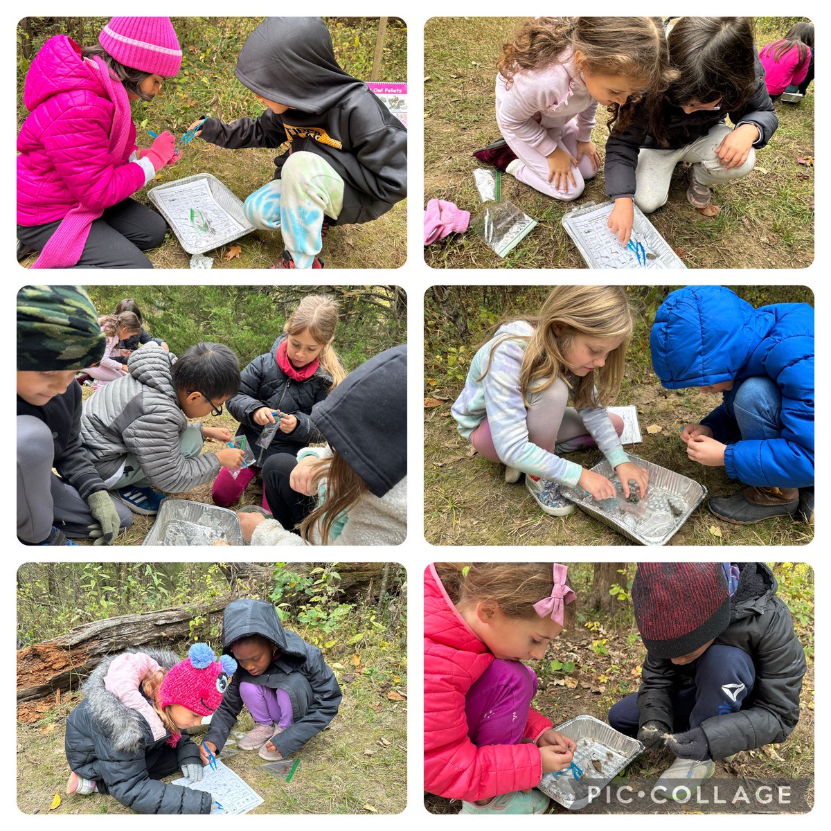 Mottaz Bird Day Station: Owl Pellets