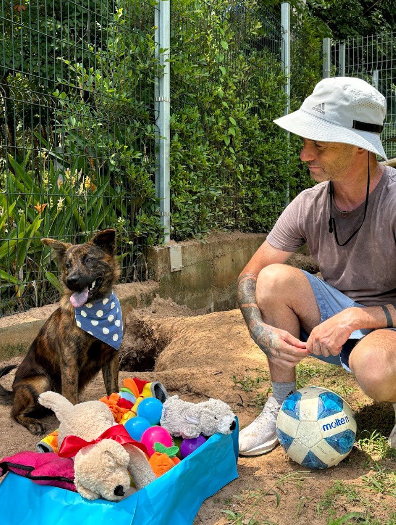 NiallHarbison's tweet photo. Being the kind and gentle loving dog that she is meant she had settled in within a couple of hours. 

She has lots of friendly dogs here who are recovering from illness and also waiting to travel to their forever homes (7/8) https://t.co/AFwv4Rp663