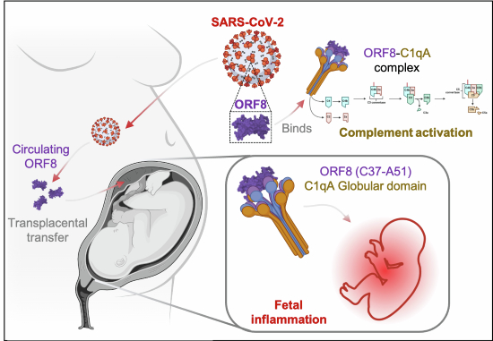 Transplacental SARS-CoV-2 protein ORF8 binds to complement C1q to trigger fetal inflammation
Uninfected fetal tissues exposed to the SARS-CoV-2 cytokine ORF8 through an infected mother have higher rates of inflammation
embopress.org/doi/full/10.10…