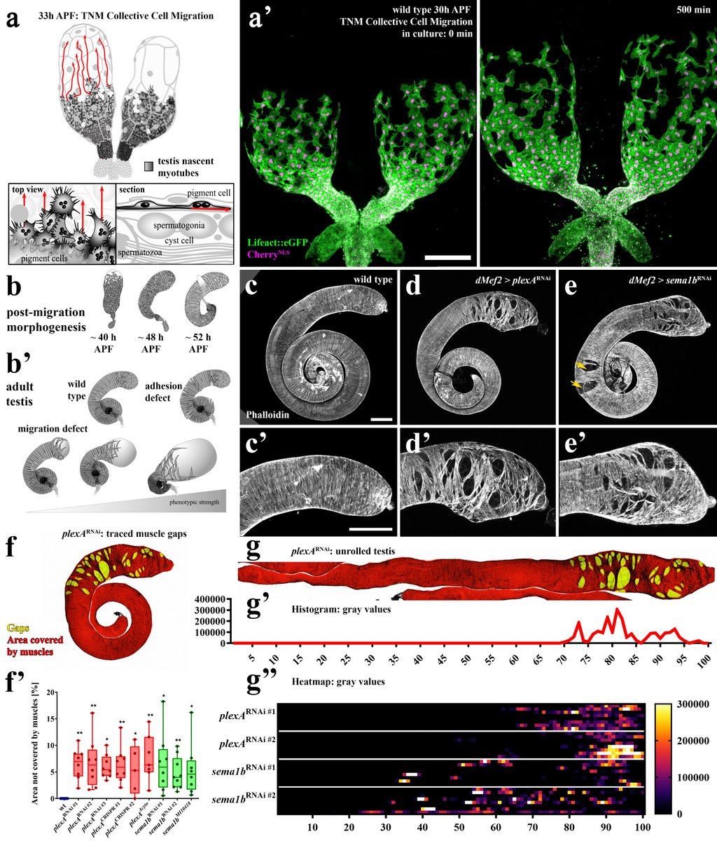 MaikCBischoff's tweet image. Excited to share our preprint on Plexin A&apos;s role in collective #cellmigration and morphogenesis in fly testis, paralleling angiogenesis and tissue repair! 

doi.org/10.1101/2024.1…

Huge thanks to amazing @JenevieveNorton &amp;amp; my mentor @peiferlabunc 

#cellbio #development