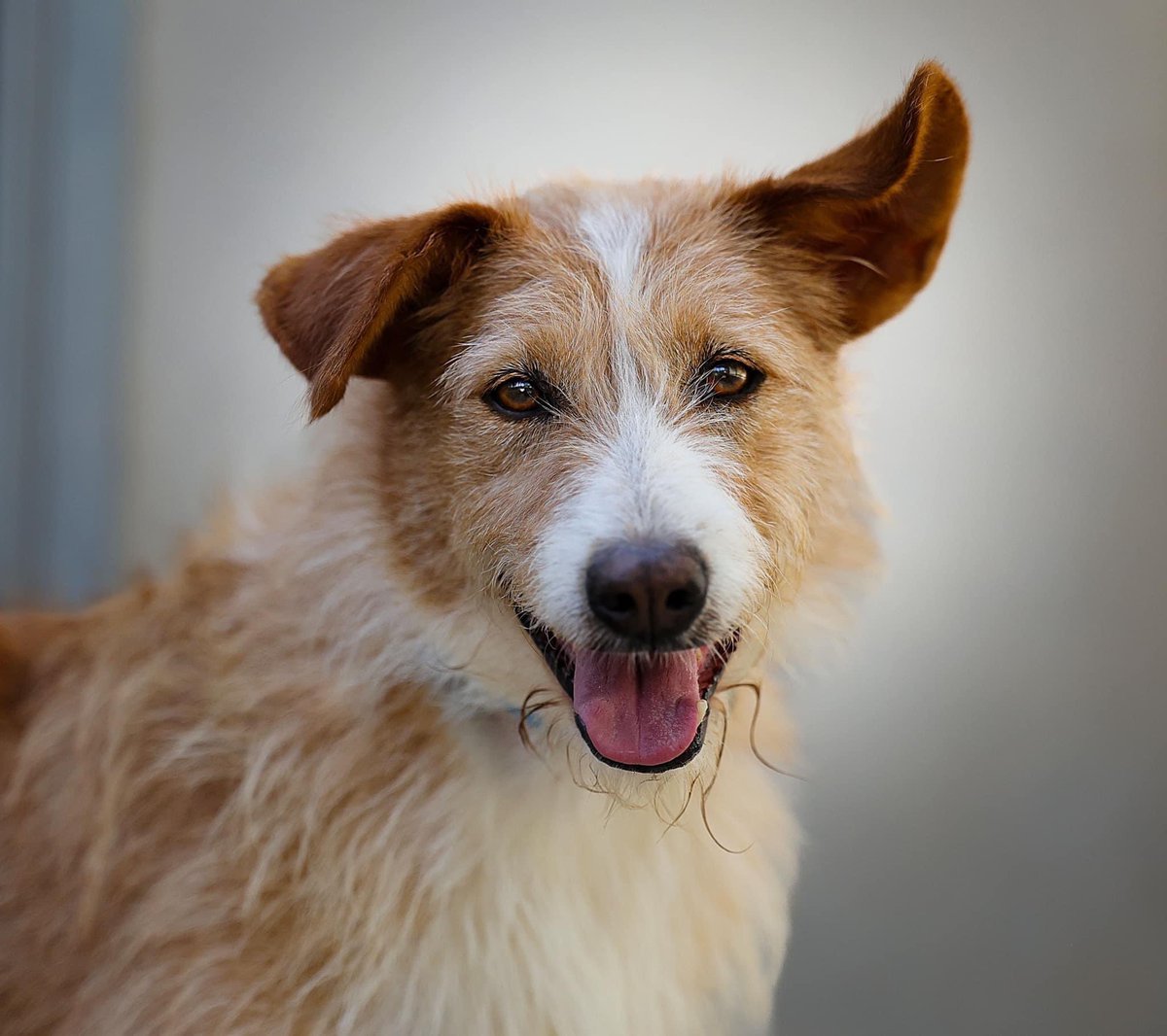 Lyra is a ten year old Podenco that was in a perrera for SEVEN years. 
She never came out to sniff the grass and half of her life has passed by. She’s now at GDS and has made so many friends including people. 
Please please could someone give her a home? 🙏🏻❤️