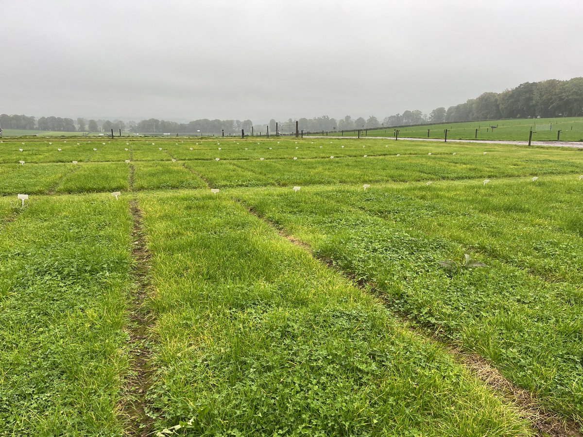 Michael O’Donovan and Ciara Carroll talking through the white clover cultivar evaluation trial <a href="/teagasc/">Teagasc</a> Moorepark at Grassland Climate Adaptation Conference