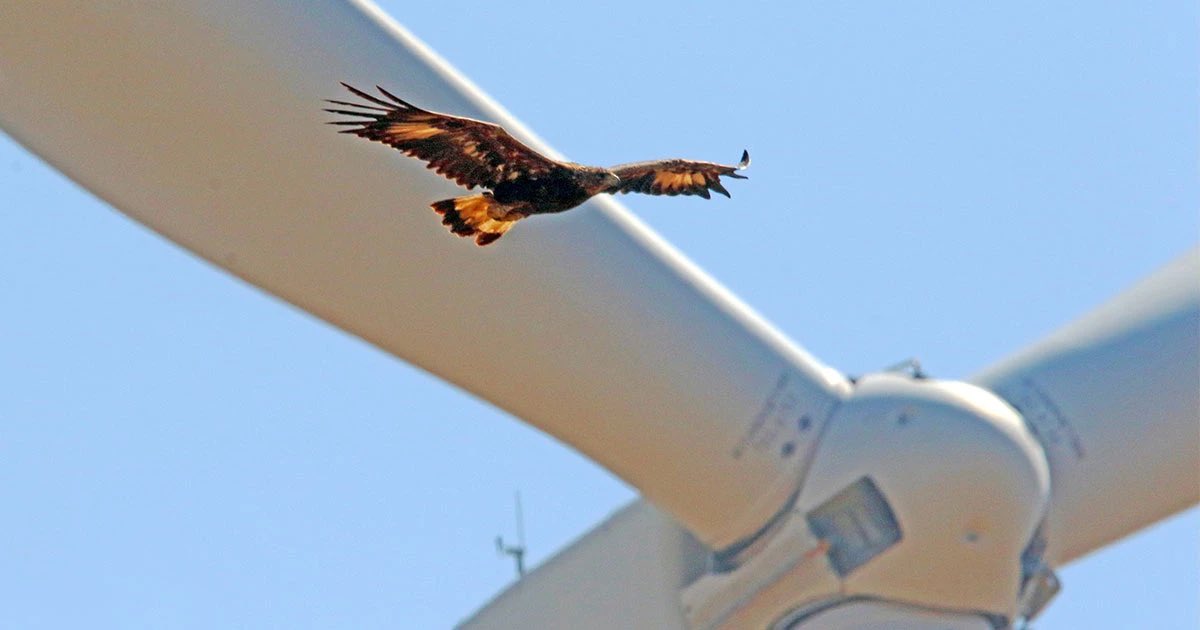 wind turbine blades nearly send hawk to a sinister grave!