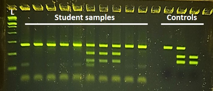 If you love our PTC Taster Lab, now you can enhance it with control DNA! The controls represent the 3 possible genotypes, allowing students to compare their experimental results. A perfect tool for teaching accurate genotyping linked to taster phenotypes! 
minipcr.com/product/ptc-co…