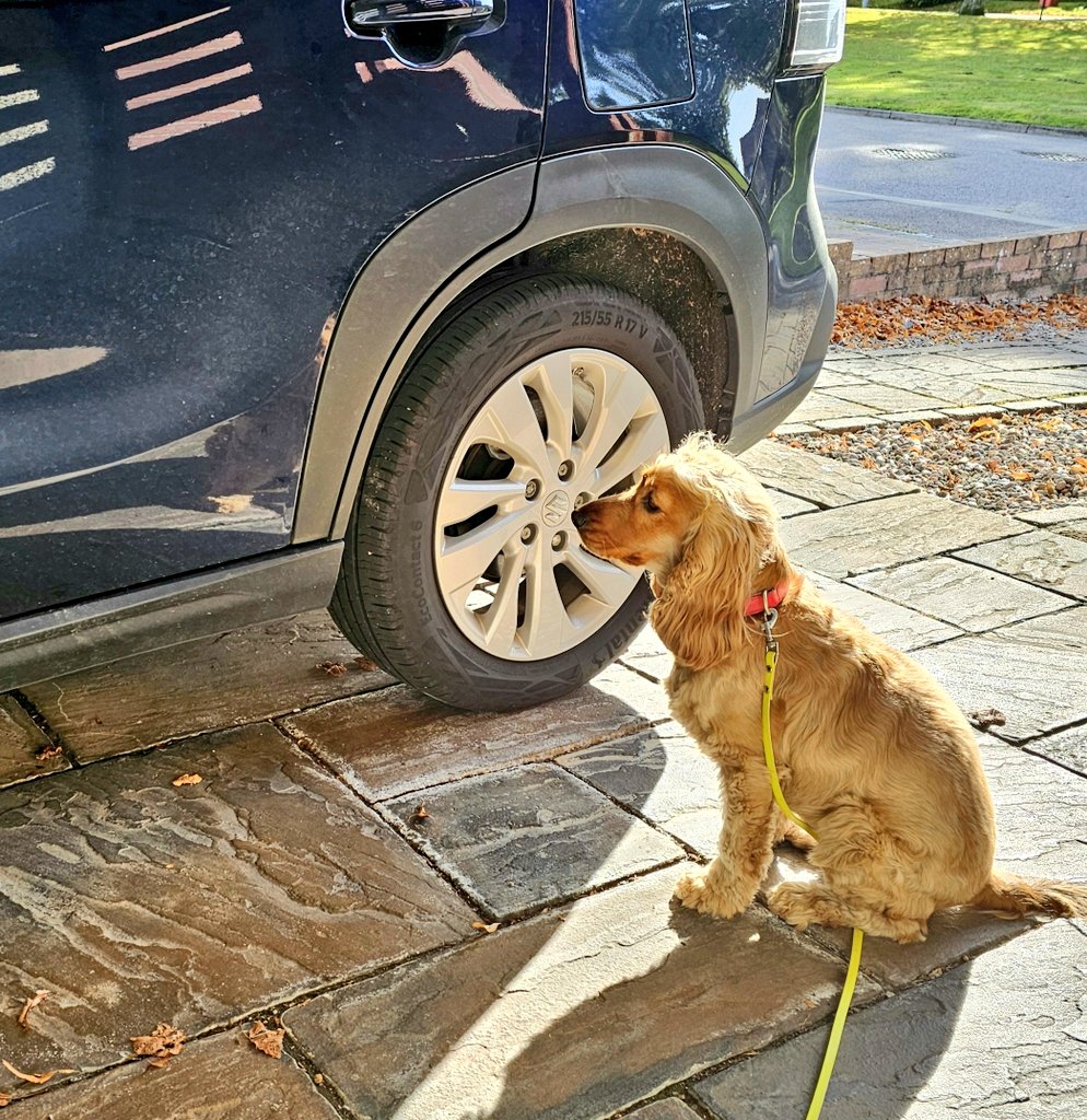 BonnieBess6's tweet image. What do you mean spot the difference..... they weren't even taken on the same day...

One is how the walk starts and the other is how it finishes... 

Pfftt Mam, that isn't even funny 🙄 #Muddy
