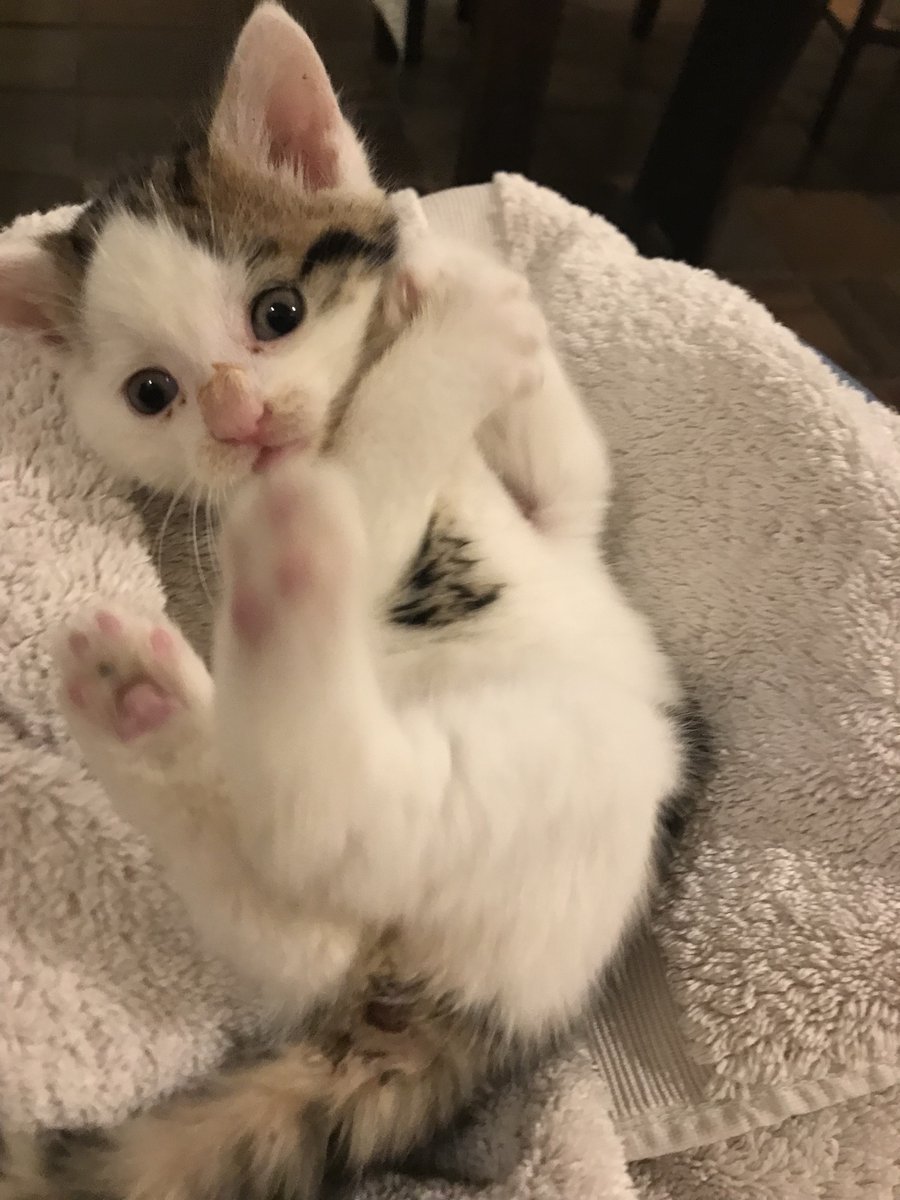 Barendina Smedley tweet media