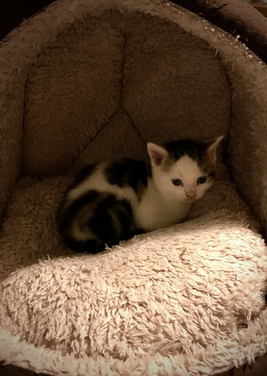 Barendina Smedley tweet media