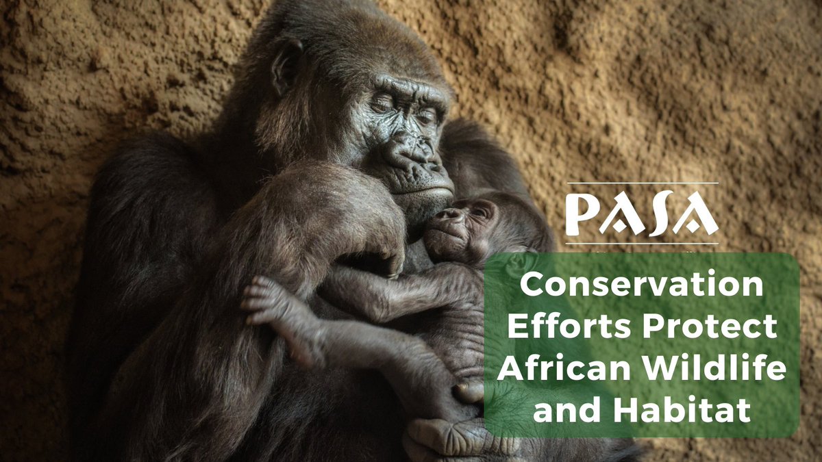 Conservation efforts are essential to face interrelated environmental threats. Find out how PASA members are protecting great apes and monkeys ⬇️ pasa.org/awareness/cons…

#Conservation #Africa