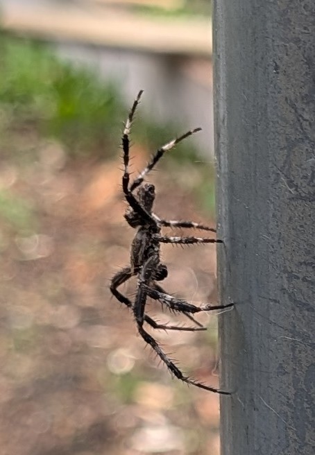 OwlPuzzle tweet media