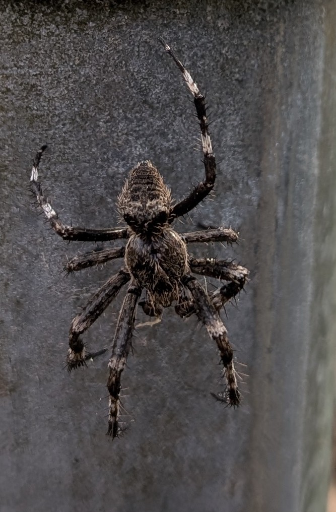 OwlPuzzle tweet media