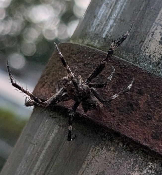 OwlPuzzle tweet media