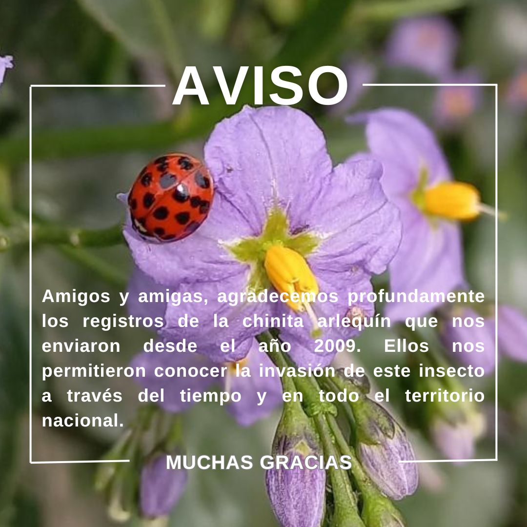 Chinitas de Chile (@chinitasdechile) on Twitter photo 