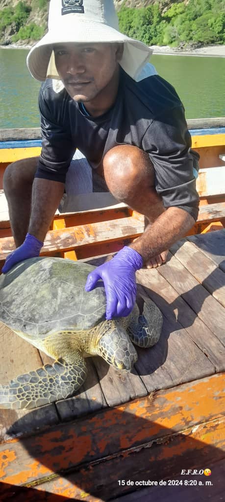 Oliver Mata recovering a juvenile Green turtle from artisanal incidental captures near Macuro fishermen village in Venezuela. <a href="/MCAF_NEAQ/">MCAF_NEAQ</a> <a href="/provita_ong/">Provita</a> #minec <a href="/SEEturtles/">SEE Turtles</a> <a href="/FUDENA/">Fudena</a>