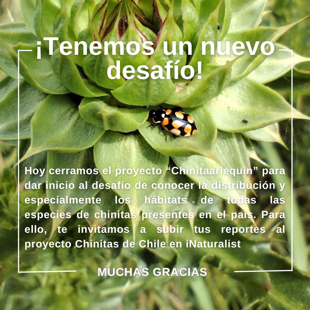 Chinitas de Chile tweet media