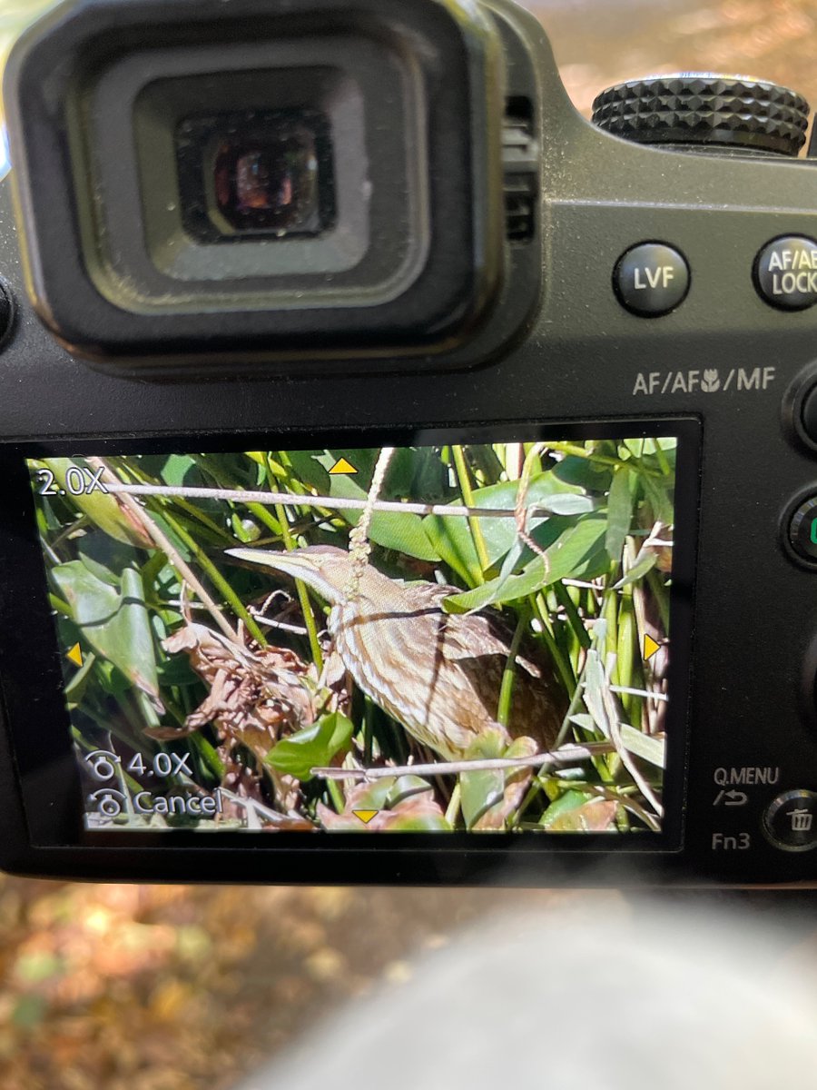Brooklyn Bird Alert tweet media
