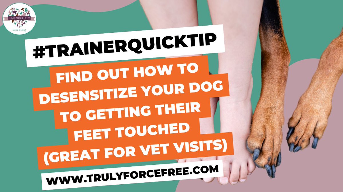 forcefree_pets's tweet image. 🐶🐾👣#trainerquicktip How To Desensitize Your Dog To Foot Touch 👉 youtu.be/eYimG_xsUy4

❗Reasons YOU SHOULD desensitize your dog to foot touch❗
- Trim Nails with ease
- Remove Foxtails or foreign substances
- Wrap Wounds
- Visits to the veterinarian (blood draws etc.)