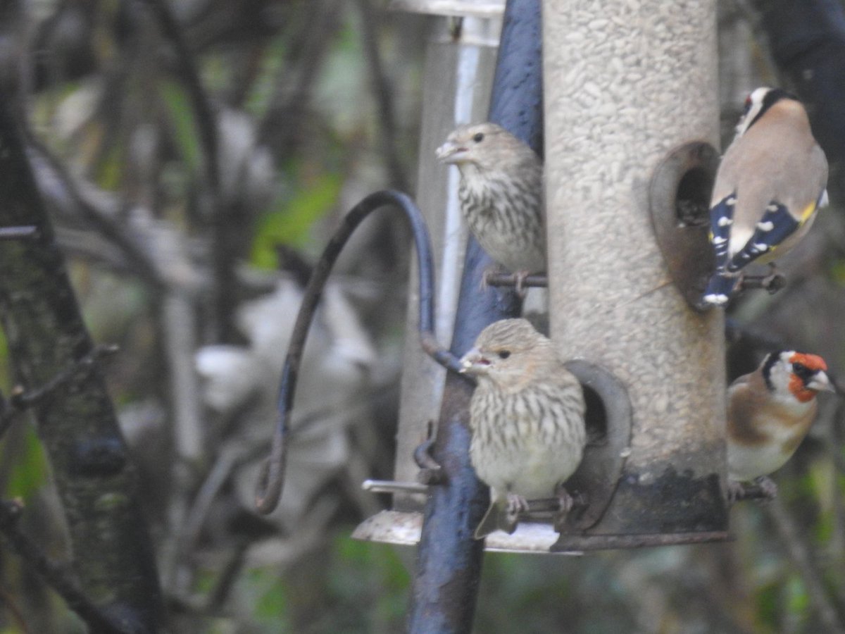 Mary Cadogan (@marycadogan1) on Twitter photo 2 Common Rosefinch this afternoon on the feeders. <a href="/BirdWatchIE/">BirdWatch Ireland</a> <a href="/CCBOIE/">Cape Clear Bird Obs</a> <a href="/franelma7071/">Francis O'Connell</a> <a href="/oliver_geoff/">Geoff Oliver</a> 2 Common Rosefinch this afternoon on the feeders. <a href="/BirdWatchIE/">BirdWatch Ireland</a> <a href="/CCBOIE/">Cape Clear Bird Obs</a> <a href="/franelma7071/">Francis O'Connell</a> <a href="/oliver_geoff/">Geoff Oliver</a>