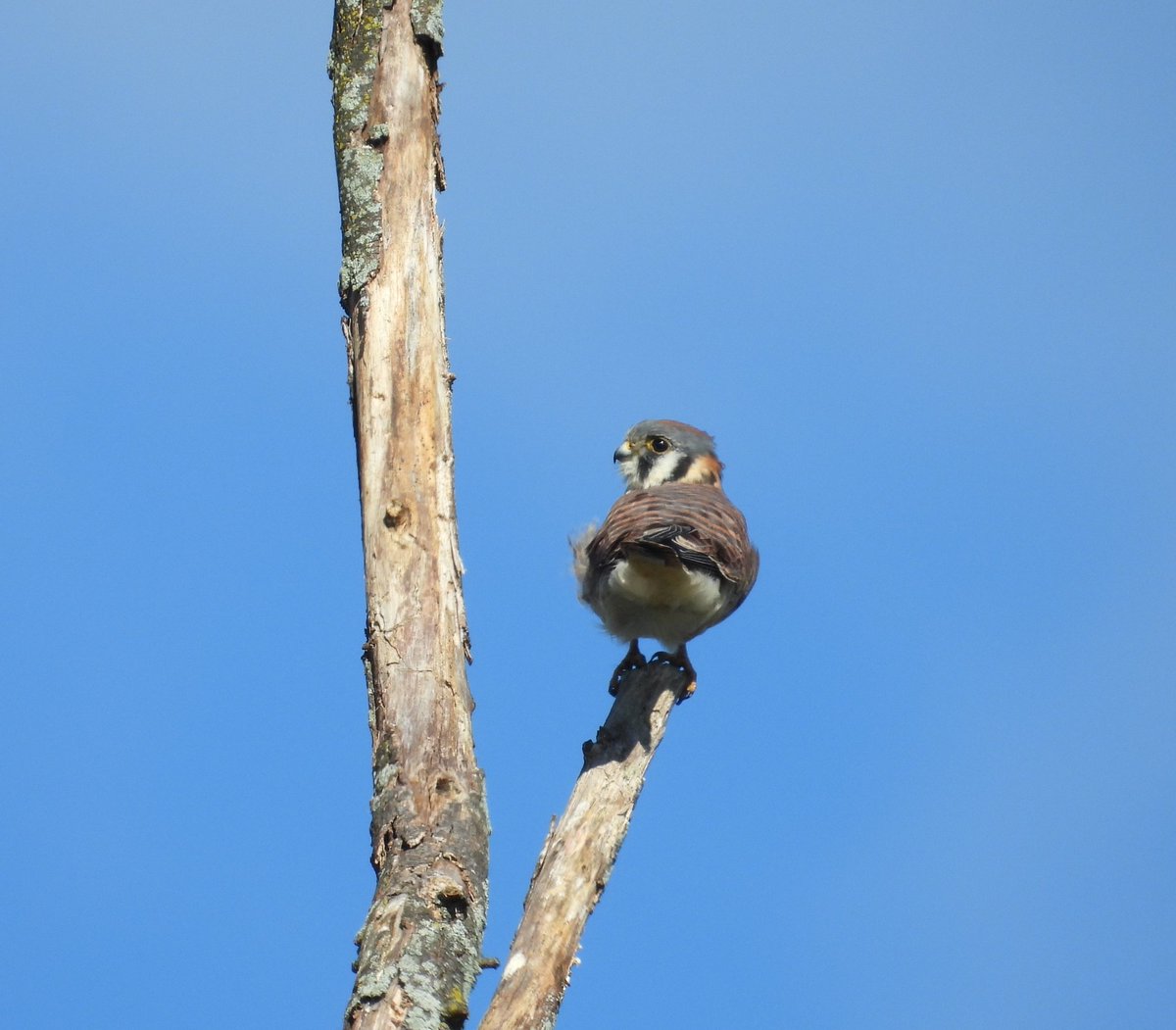 American Kestrel after just getting done eating a huge mantis #BirdsOfTwitter