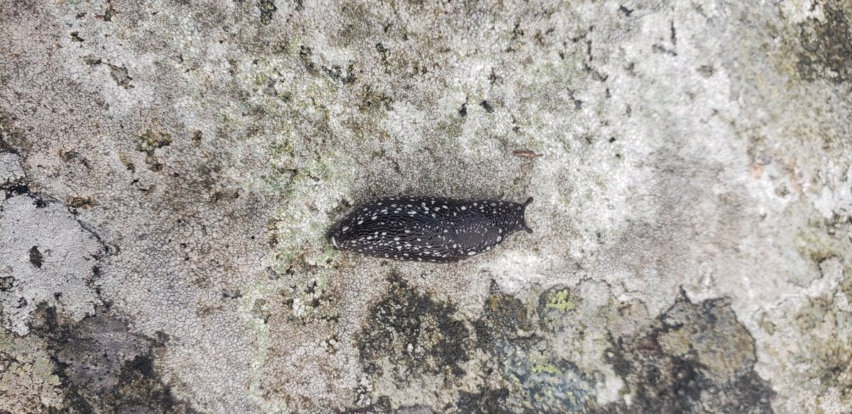 Stephen Hutton tweet media