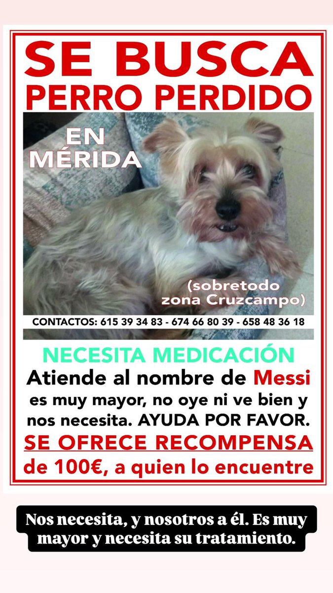 ¡¡¡Se busca perro perdido en Mérida!!!
Si alguien lo ve que se ponga en contacto por favor 🙏