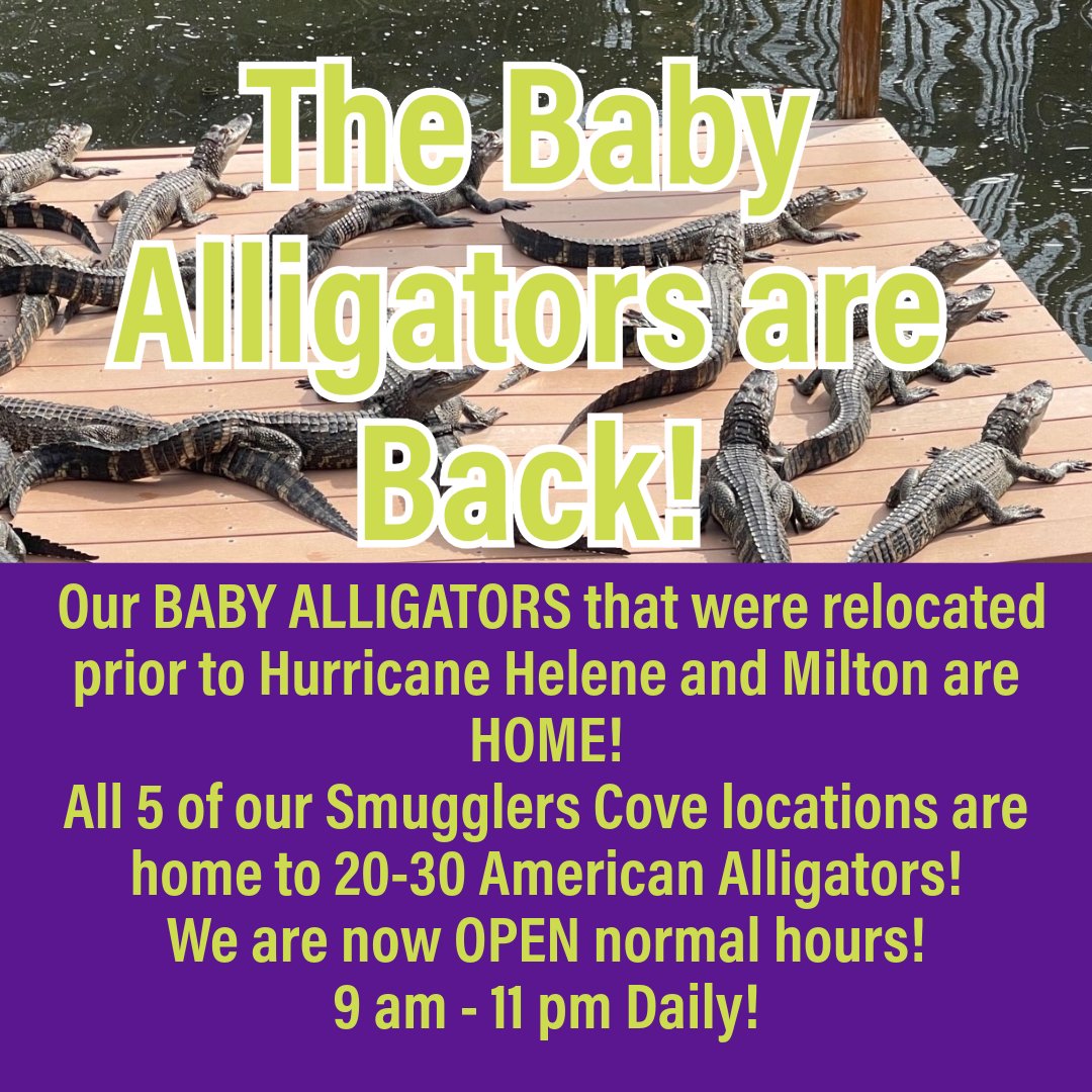 SmugglersCove's tweet photo. Thank you to our friends who reached out after Hurricane Helene and Milton to check on our baby alligators! They are all safely home after the storms.🐊 
We hope you will come and visit them!
https://t.co/e8QLqKpWpU https://t.co/esESSCMQjN