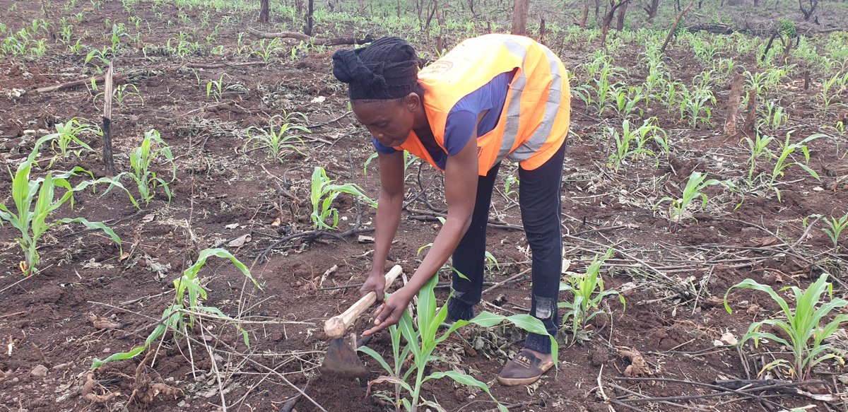 WFP Cameroon tweet media