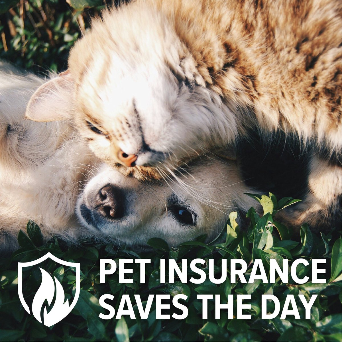 InsureIntegrity's tweet image. Emergencies happen when you least expect them. With Pet Insurance from Integrity, you can protect your furry friends from unexpected vet bills. Reach out to us to make sure your fur babies are protected. 

(972) 930-7086