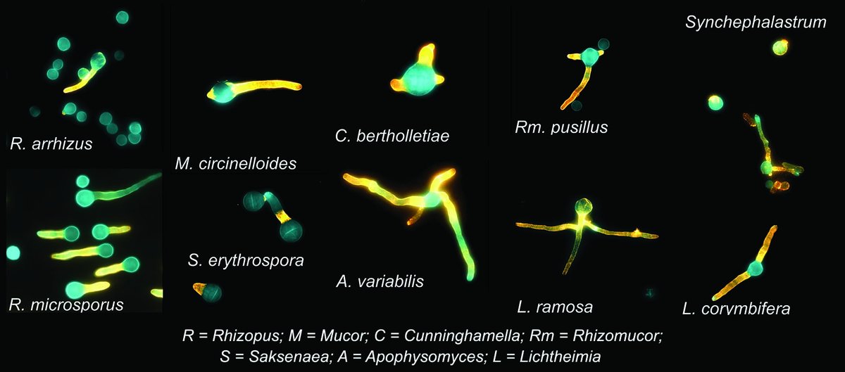 BallouLab's tweet photo. Second, @AlyssaHudson83 showed that the TG11 antibody binds similarly to a wide range of important clinical isolates of #mucormycosis including #Rhizopus, #Lichtheimia, #Cunninghamella, and #Mucor species https://t.co/VDfs2ZLSJH https://t.co/fuy87dVv99