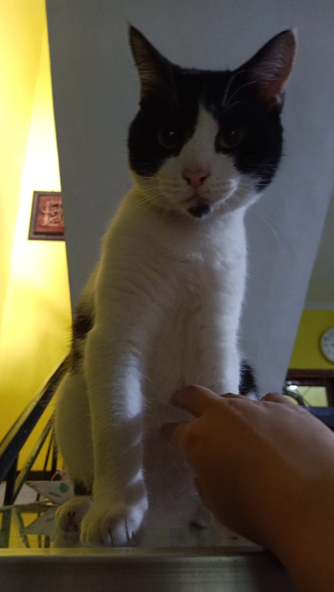 Yg egk paham maksud kartunnya tuh mukanya ia, seperti kucing tom jerry