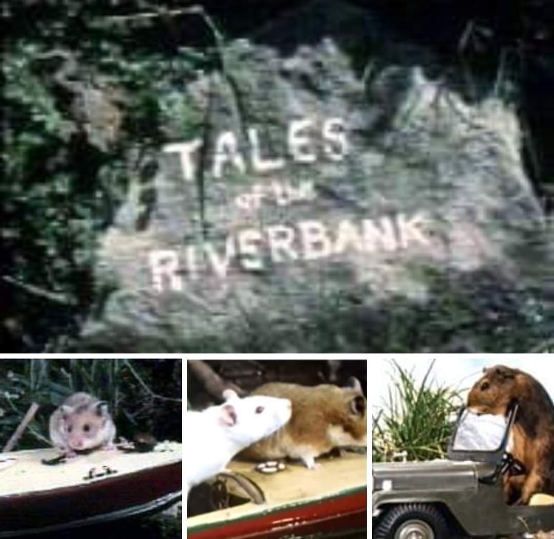 Classicbritcom's tweet photo. Who used to watch Tales of The Riverbank?
It featured real animals and related the adventures of two friends, Hammy (a hamster) and Roderick (a white mouse).
It was narrated by Johnny Morris. https://t.co/SitVzNGvnq