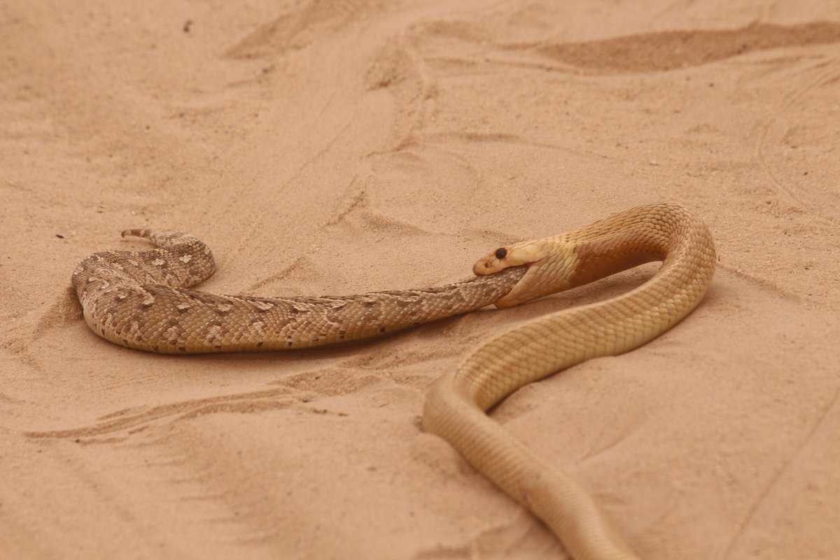 inaturalist's tweet image. iNatter judithstopforth spotted this Cape #Cobra (Naja nivea) dining on a Puff #Adder (Bitis arietans) and it's our #Twofer Tuesday Observation of the Day! Seen in #SouthAfrica.

More details at: inaturalist.org/observations/2… #nature #biodiversity #reptiles