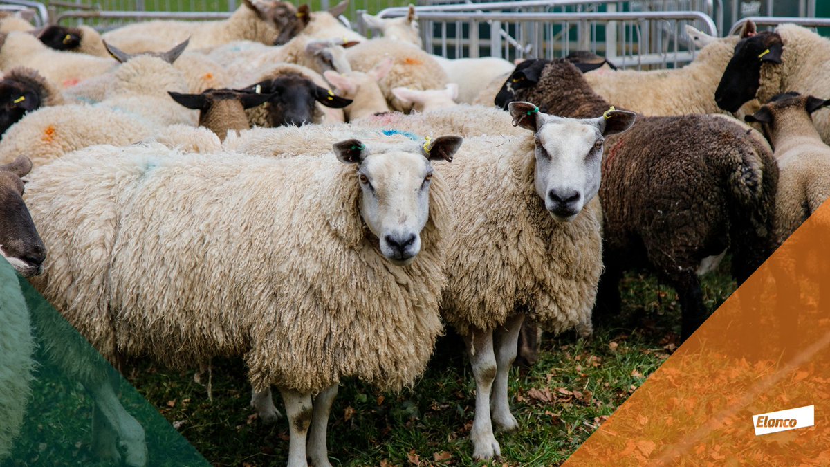 Bringing new or existing stock onto the farm this autumn?

Giving a quarantine dose of Zolvix as part of a wider quarantine programme is key to protecting your existing flock from incoming parasites and disease, ensuring that resistant worms are not brought in with the sheep.