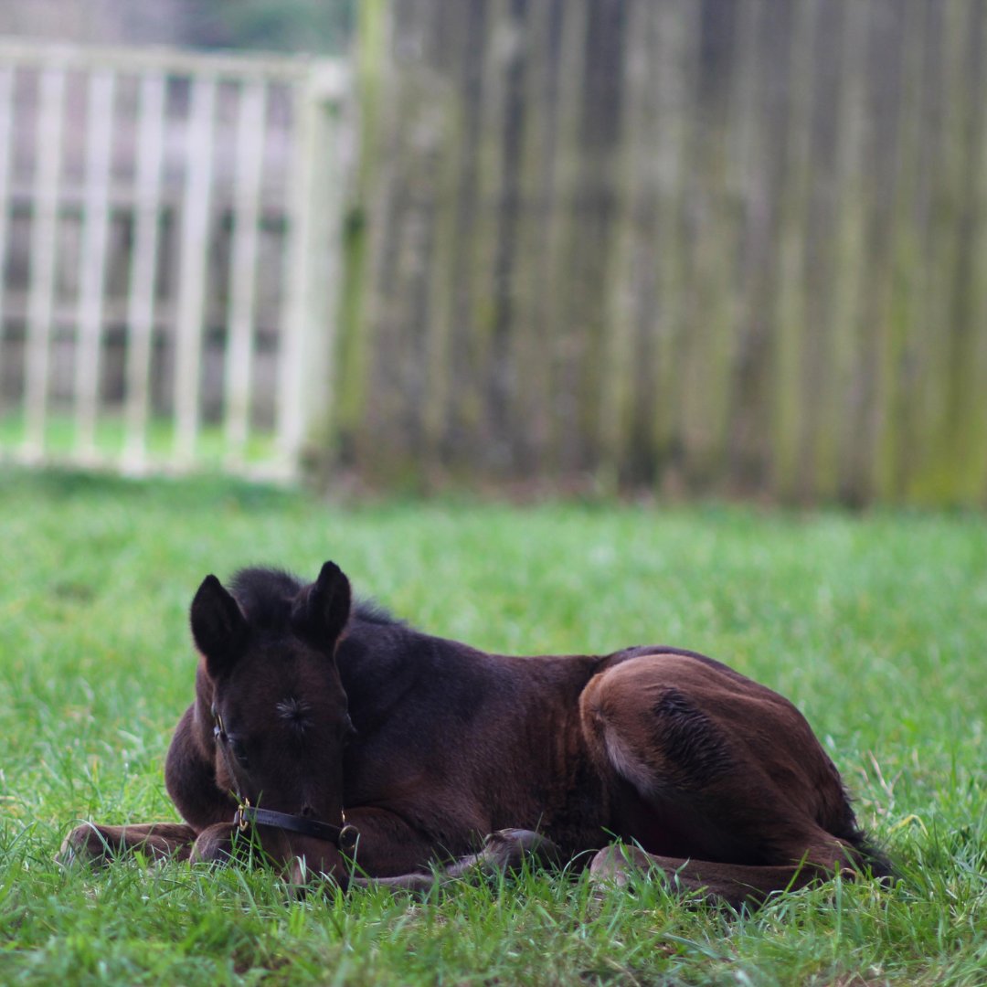 DiscoverNKT (@discovernkt) on Twitter photo Mid-week snoozing 😴
Want to be the first to know when you'll be able to see next season's latest offspring at the <a href="/NatStudStallion/">The National Stud</a>?
Sign up to our Newsletter today and you'll be amongst the first to hear about when our newest tours are released!
discovernewmarket.co.uk/sign-up-newsle… Mid-week snoozing 😴
Want to be the first to know when you'll be able to see next season's latest offspring at the <a href="/NatStudStallion/">The National Stud</a>?
Sign up to our Newsletter today and you'll be amongst the first to hear about when our newest tours are released!
discovernewmarket.co.uk/sign-up-newsle…