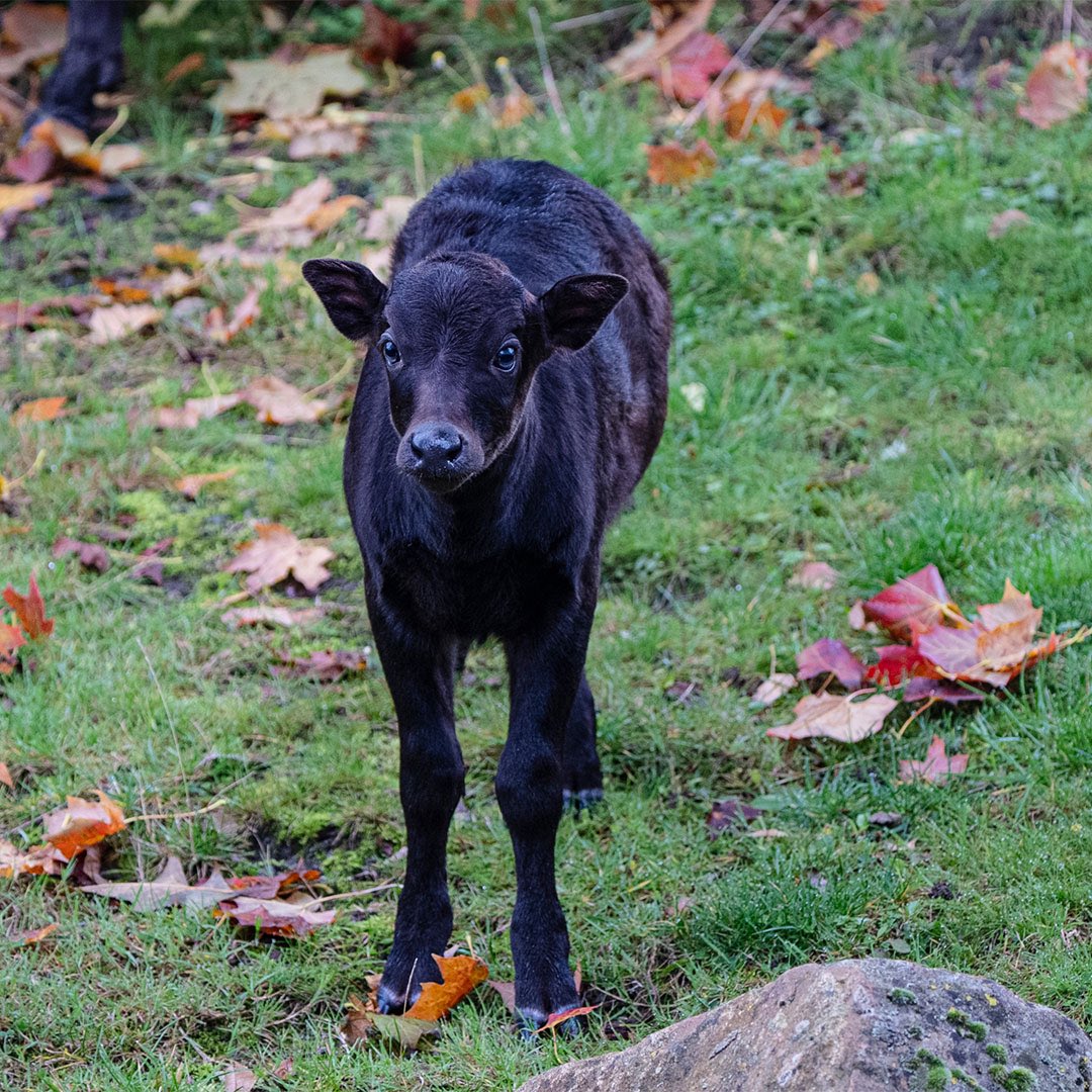 Chester Zoo tweet media