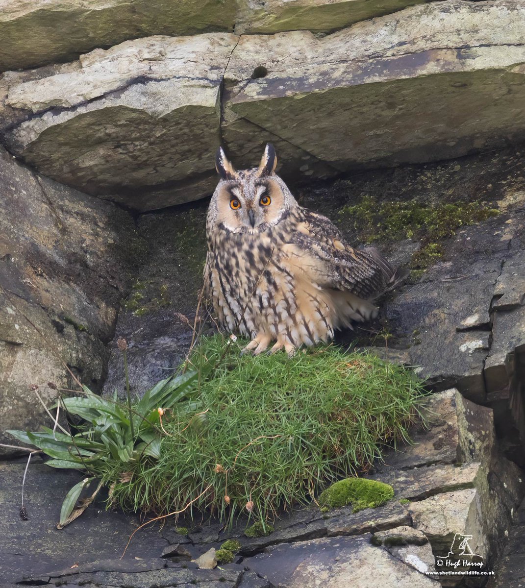A newly-arrived migrant Long-eared Owl in the quarry at Sumburgh, Shetland this afternoon.