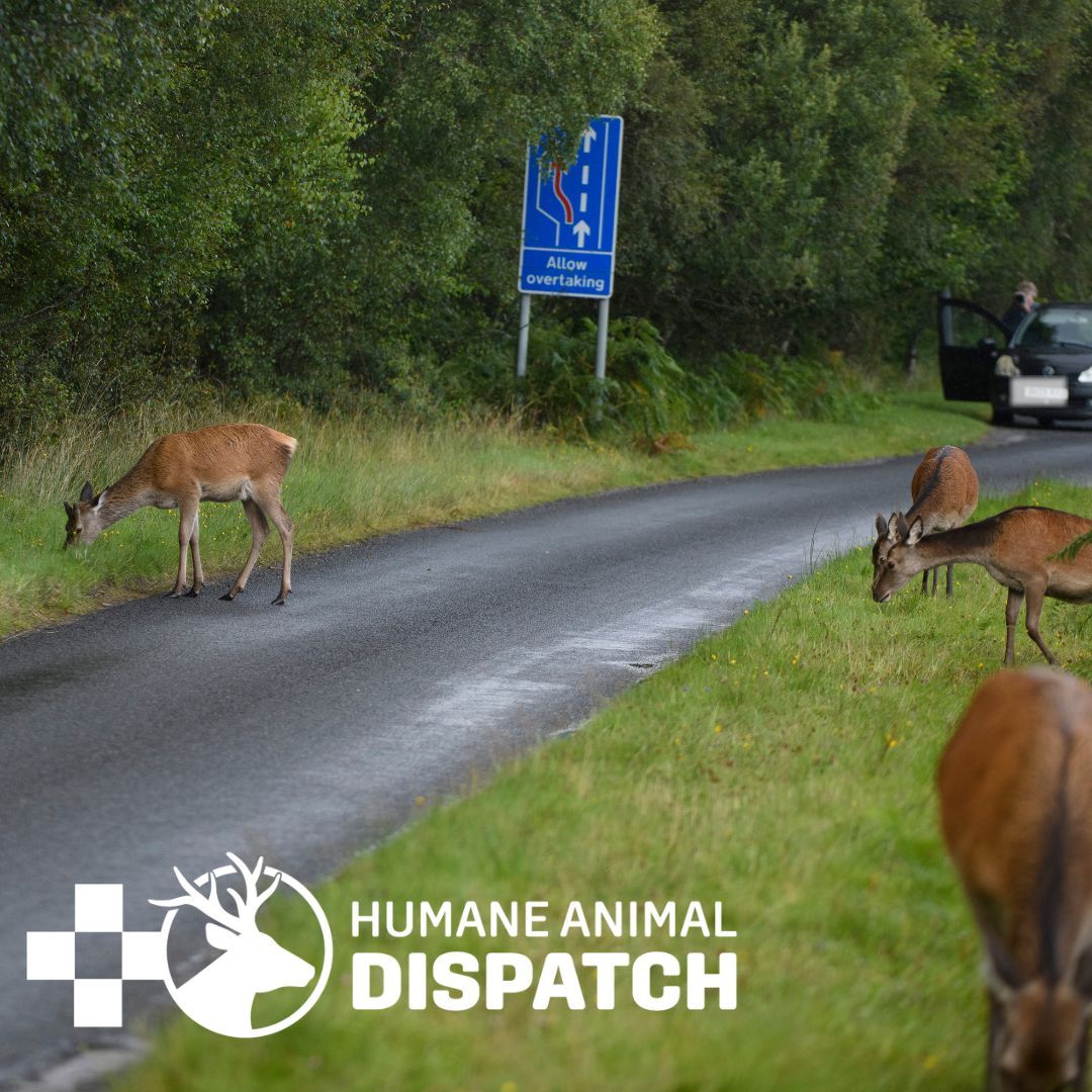 DMQ is proud to announce the HAD course, which provides the skills needed to deal with wounded deer on our nations roads. It is also the only course accepted by Hampshire Police for their dispatch scheme, using stalkers to help deal with wounded deer.