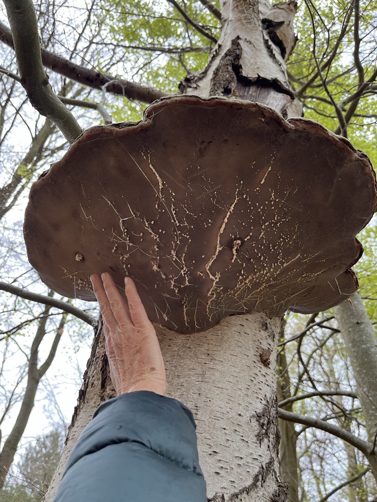 Haydenstrees's tweet photo. Have you spotted any fungus for #NationalMushroomDay? 🍄 https://t.co/9nfCw85XmS