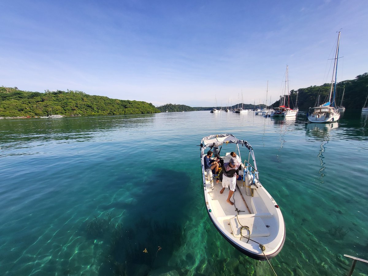 Our local Blue Alliance team in the #Philippines has been busy conducting biophysical assessments in Puerto Galera and Abra de Ilog. 🐠 The team carried out fish and coral surveys using Fish Visual Census (#FVC) and phototransect methods. Read more: linkedin.com/feed/update/ur…