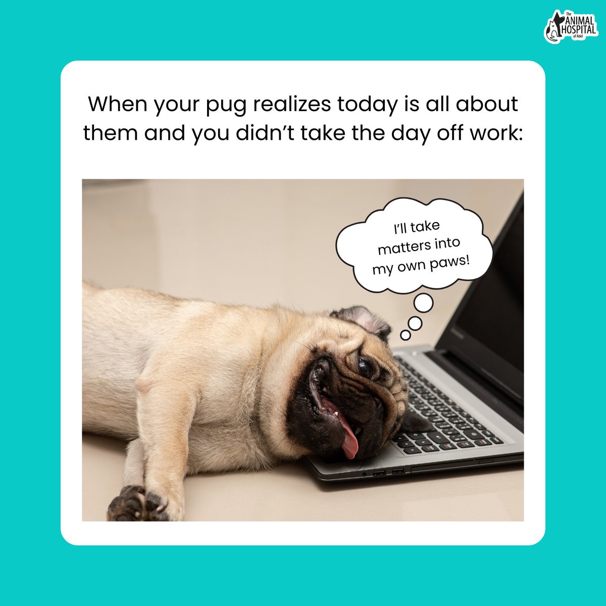 TheAHofAdel's tweet image. When your pug finds out it’s National Pug Day and you’re working—‘So today is all about me, but you’re still working? I see how it is!’ 😂🐾 #NationalPugDay #PugProblems