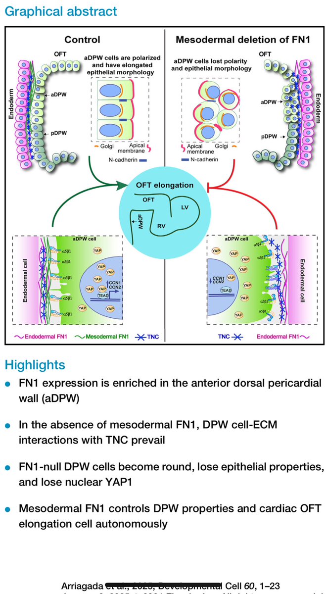 Cecilia Arriagada (@cecy_arriagadam) on Twitter photo Happy to share my postdoctoral work published in Developmental Cell. So many thanks to <a href="/sophie_astrof/">Sophie Astrof 🇺🇸🇮🇱</a> for be an amazing and supportive mentor during the process. Mesodermal fibronectin controls cell shape, polarity, and mechanotrans... sciencedirect.com/science/articl… Happy to share my postdoctoral work published in Developmental Cell. So many thanks to <a href="/sophie_astrof/">Sophie Astrof 🇺🇸🇮🇱</a> for be an amazing and supportive mentor during the process. Mesodermal fibronectin controls cell shape, polarity, and mechanotrans... sciencedirect.com/science/articl…